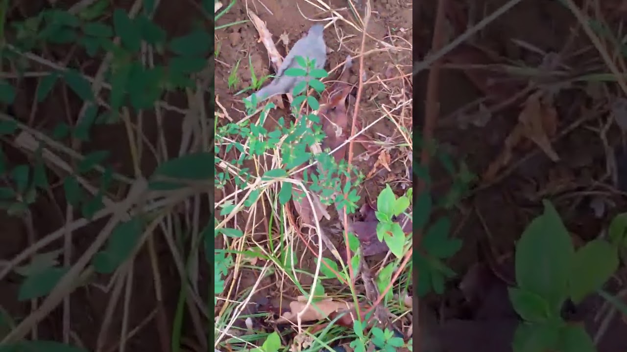 A POMBA ESCAPA DO PREDADOR E NÃO PODE VOAR