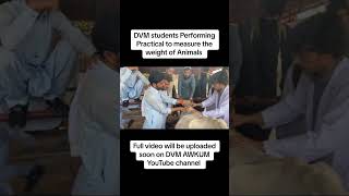 DVM students performing practical That how to measure the weight of a animal by using formula #dvm