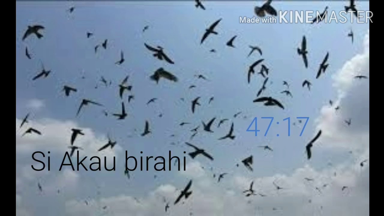 Suara walet inap Akau birahi || Full durasi 