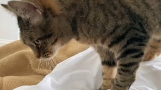 Who Gives The Best Strokes? Happy Cat