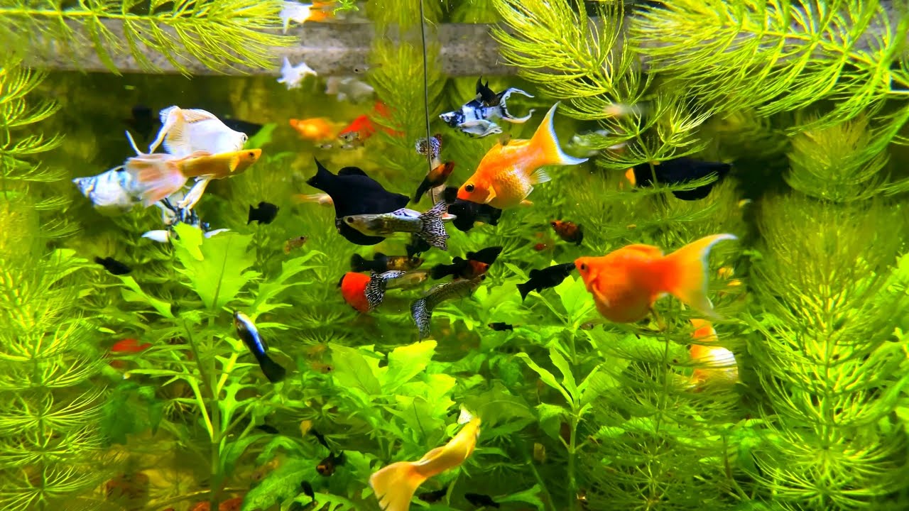 When you are stressed, fish can help | Apex Aquarium 