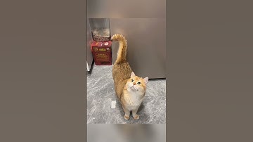 Part 53 #funny #cat#ForYouPage