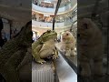 traveling in mall 😄😄 #ai #cute #funny #kitten #frog #shorts #youtubeshort #viralshort
