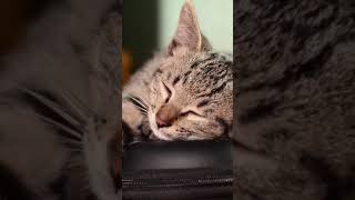 Dont Disturb Just Relax