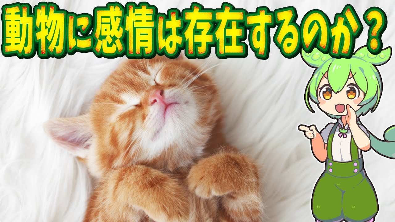 動物に感情は存在するのか？【ずんだもん解説】 - YouTube