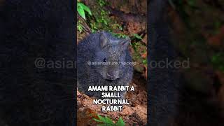 5 Fascinating Creatures Found Nowhere Else but in Japan