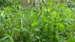 Knotgr Identification