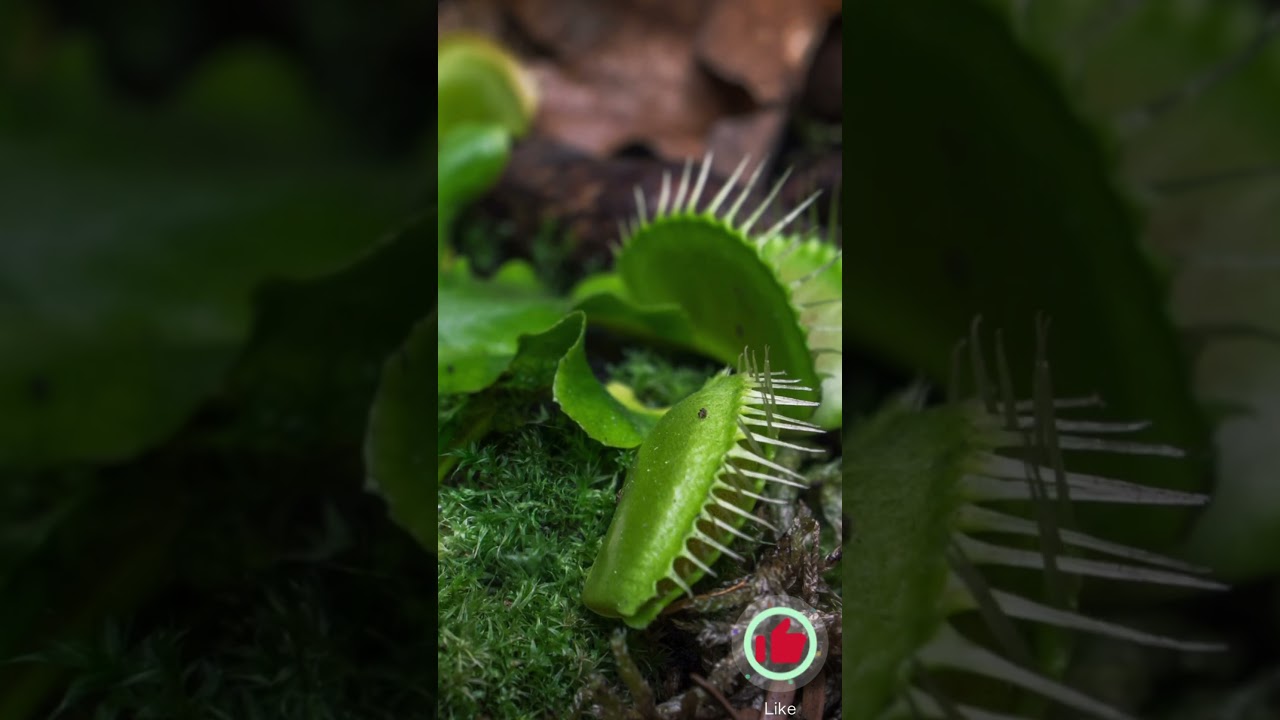 Nature's Predators: Mesmerizing Venus Fly Trap Time-Lapse - Captivating Traps Opening and Closing