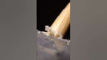 Toothpick Knife Slowmo Macro Close Up #experiment #closeup #macroobjectsatisfying #macroholic