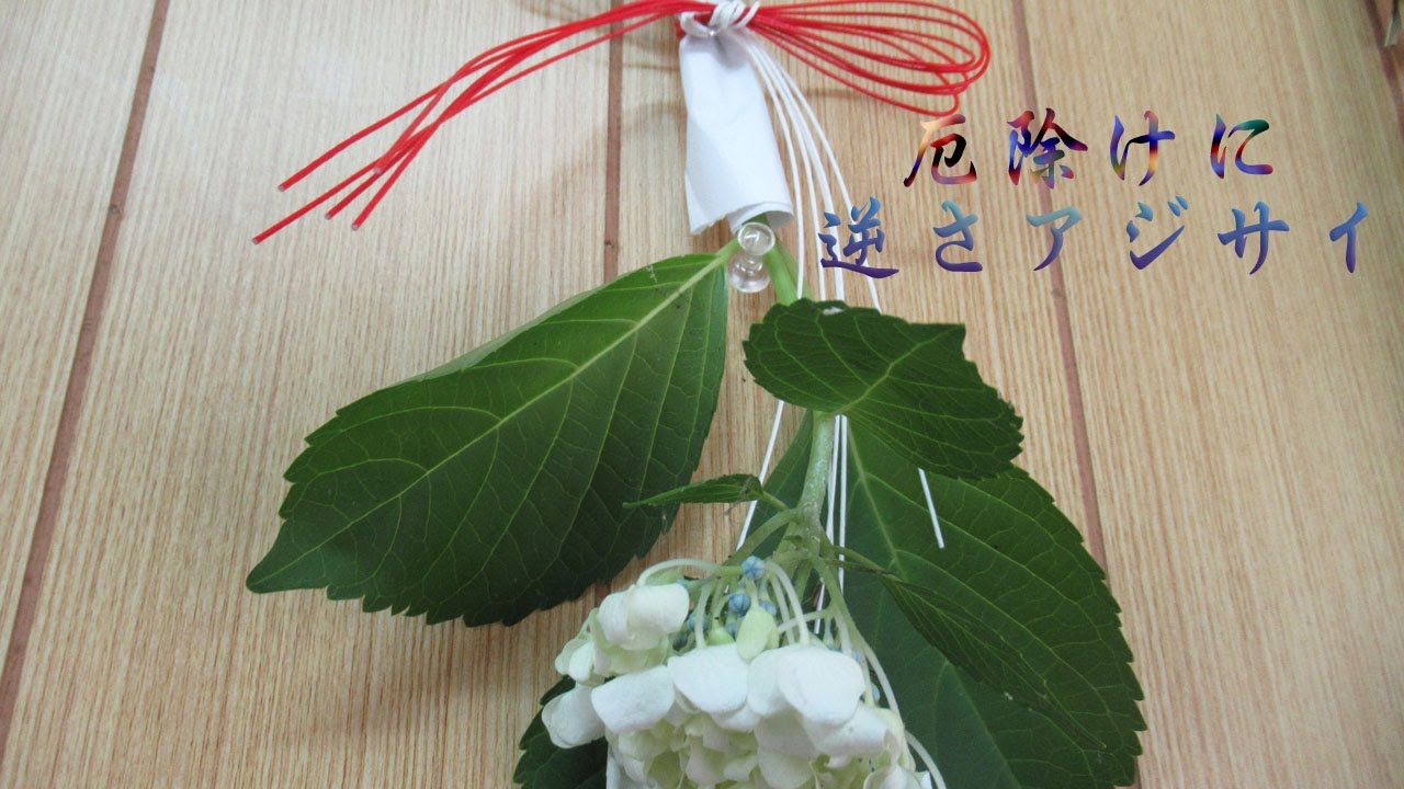 アジサイは厄除けの花 高野山真言宗やすらか庵 アジサイは厄除けの花 高野山真言宗やすらか庵