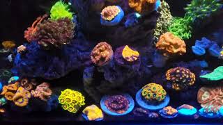 7 Months Octo Lux Update