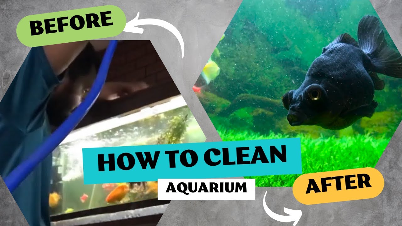 How To Clean Aquarium YouTube