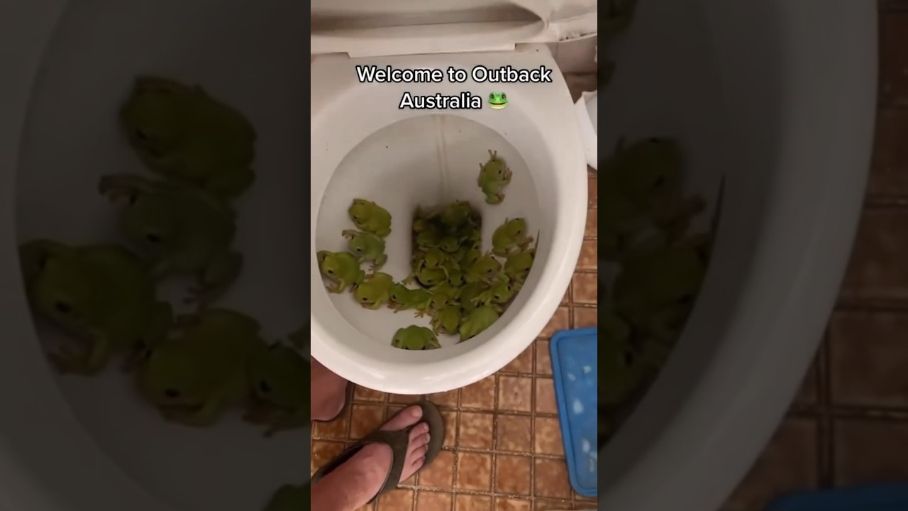 Frogs like “👁👄👁hello?”-(Via: @kimberleybulmerjobe ) 