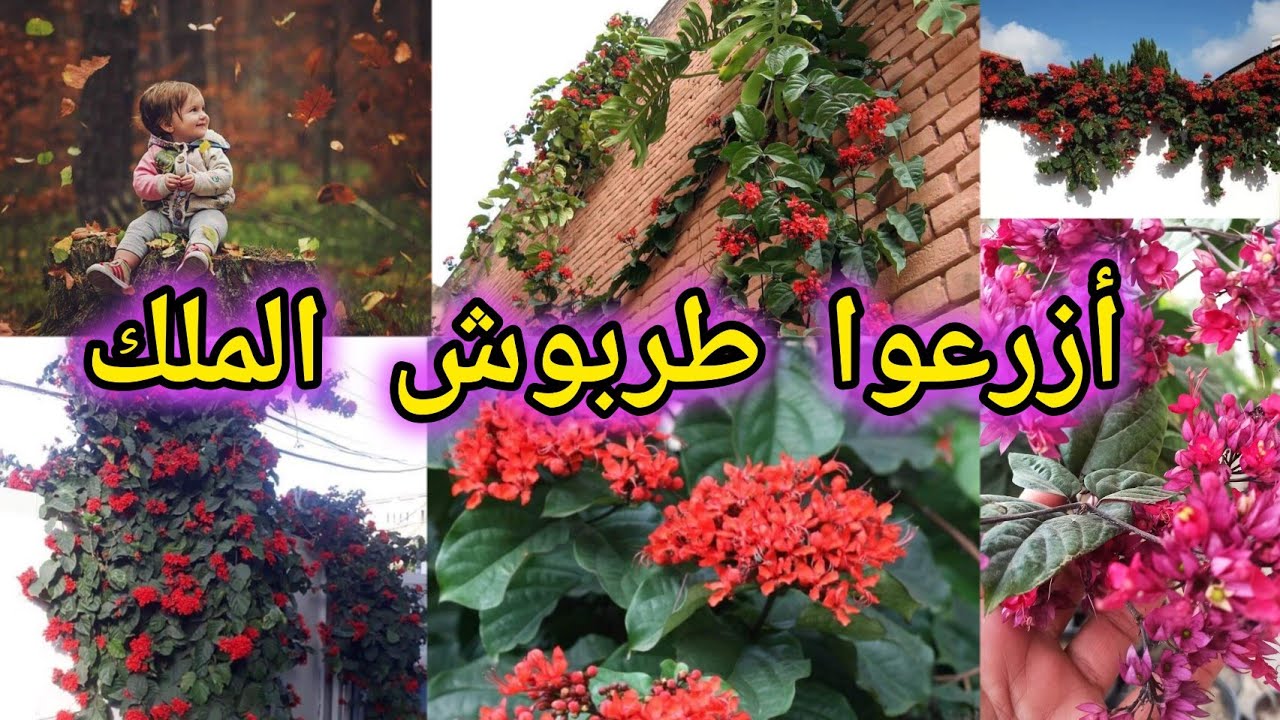 متسلق طربوش الملك  شاهدوا جماله وجمال اهم أنواع المتسلقات التي تزرع بالعراق 🇮🇶