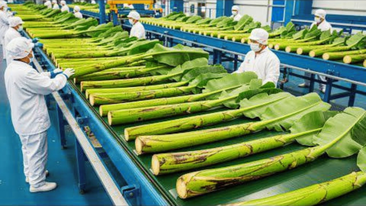 Inside a High Tech Banana Stem Factory You’ve Never Seen Before