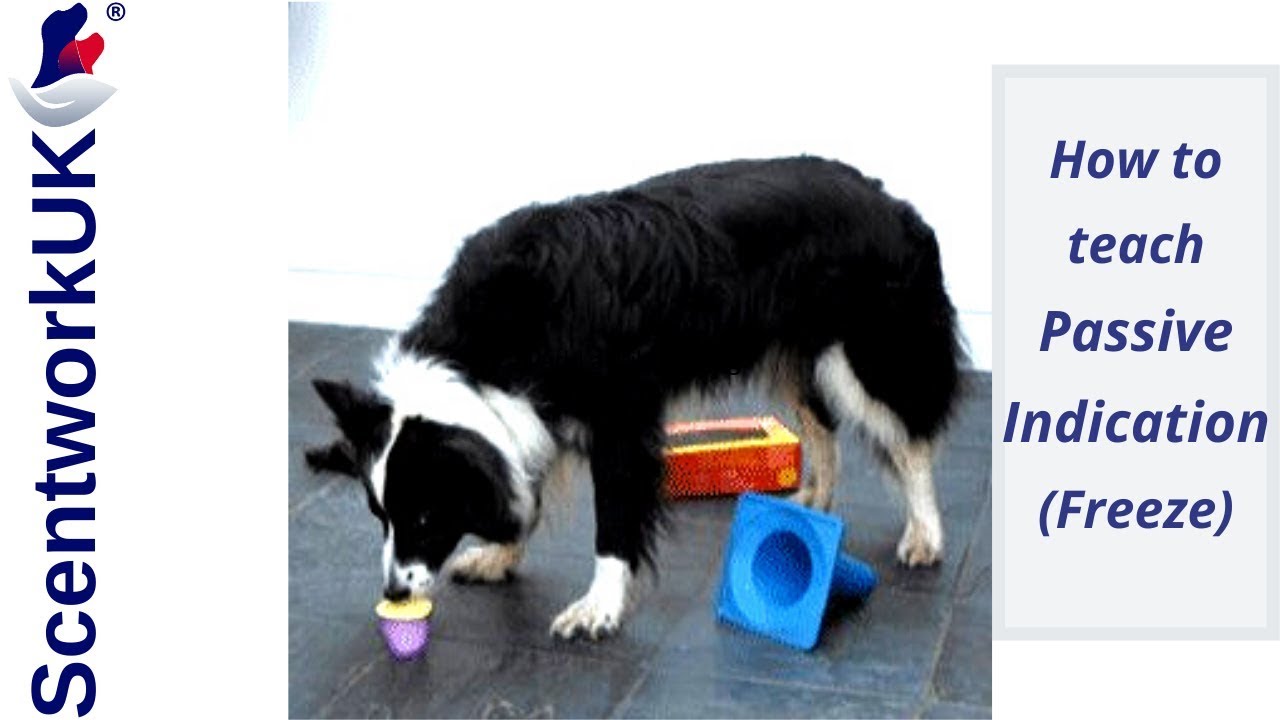 How to teach Passive Indication (Freeze)