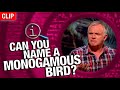 QI | Can You Name A Monogamous Bird?