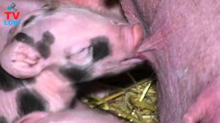 Oprasila Se Krmača Iz Krasna