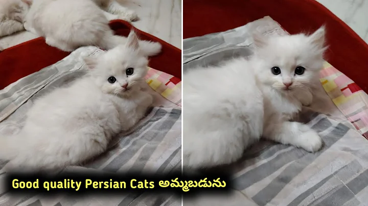 Video 11651441: quality persian cat, persiancat cat, pets