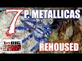 P. Metallica (Gooty Ornamental) Communal Rehouse & Update!
