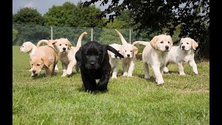 Gerçek Havlayan Yavru Köpek Sesi, Köpek Havlaması , Dogs Barking Resimi