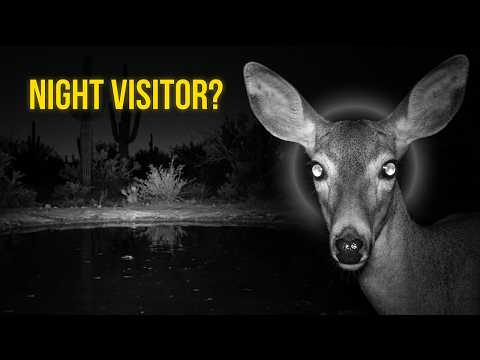 Dangerous Water Hole | Deer Don't Know What's Watching
