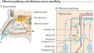 Olfactory Pathway - Location of olfactory epithelium in the nasal cavity