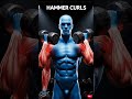 Build Wider Arms with Hammer Curls