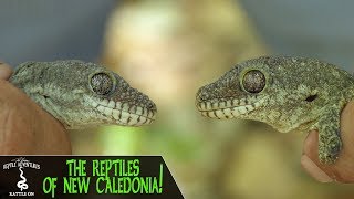 REPTILES OF NEW CALEDONIA Rhacodactylus trachycephalus and more (New Caledonia, 2018)