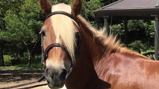-SOLD -Haflinger For Sale