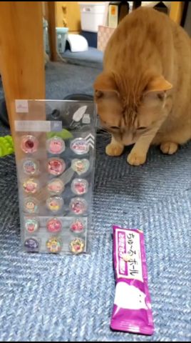 むぎっちゅ☆パッケージ噛みつく猫😻おやつタイム☆