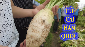 Đánh giá mô hình trồng củ cải Hàn Quốc tại Phú Thọ