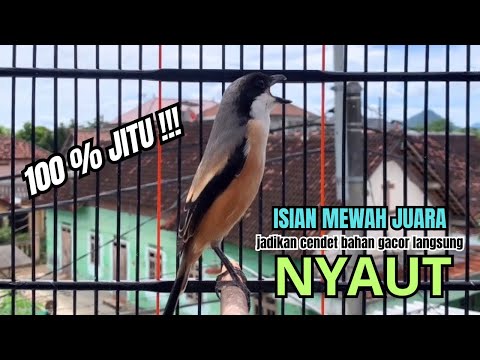 burung cendet gacor BONGKAR ISIAN untuk PANCINGAN CENDET AGAR BUNYI bikin BURUNG PENTET GACOR NYAUT