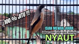 burung cendet gacor BONGKAR ISIAN untuk PANCINGAN CENDET AGAR BUNYI bikin BURUNG PENTET GACOR NYAUT