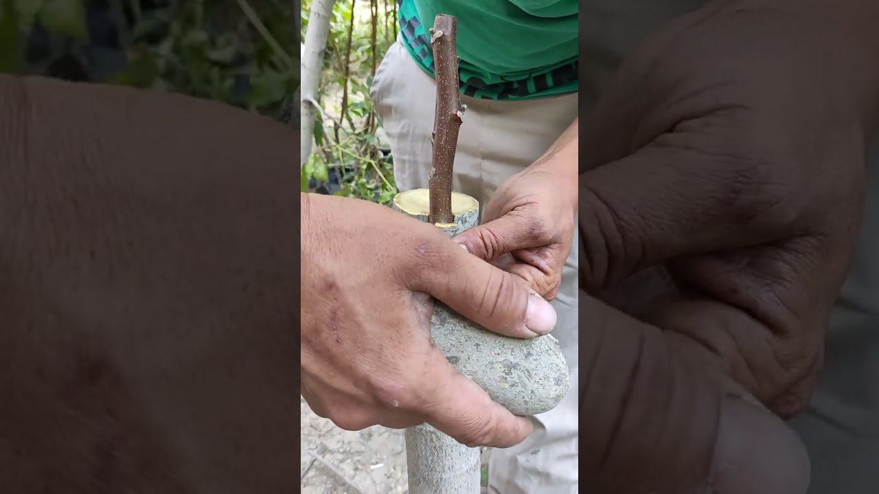 آموزش پیوند زدن درختان گردو #پیوند#گل#نهال#درخت#میوه#چنلر#فرنور#پرتقال#تتلو.#اموزش#ریمیکس#کرج#پونه