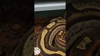 Boa Constrictor Imperator #reptiles #reptile #viral #virals #snakes #hindi #indy #motley #bcc #bci