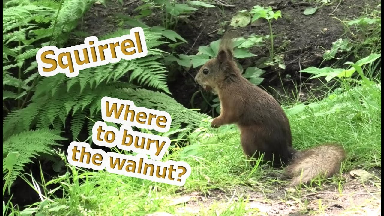 Squirrel /Where to bury the nut? /Good mood YouTube