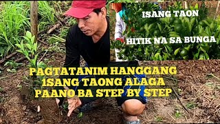 MULA PAGTATANIM HANGGANG ISANG TAON ALAGA STEP BY STEP