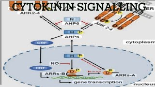 Cytokinin signalling...