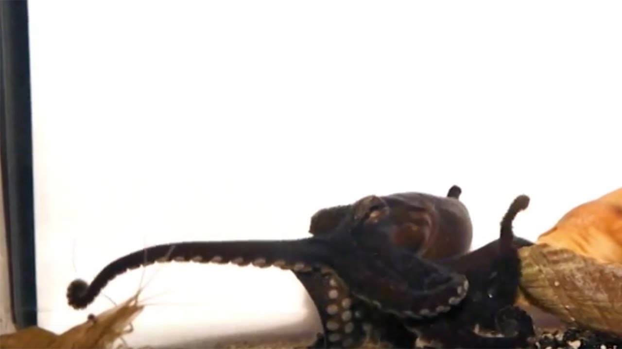Larger Pacific Striped Octopus taps its prey YouTube