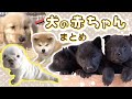【 70万回再生突破!】【犬の赤ちゃんまとめ🐶🍼】 #秋田犬 #トイプードル #セントバーナード … 犬の赤ちゃんが可愛すぎる🐶🫶