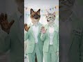 “Hoje é o dia deles 😻 — o seu gato já comemorou?” #cat #funny #shorts #viral