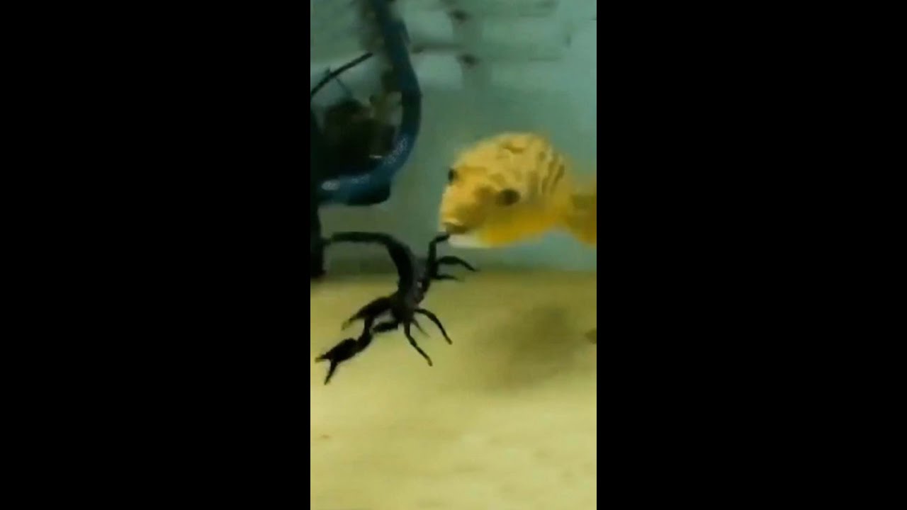 Puffer Fish Eats Live Snake, Scorpion & More