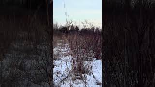 Merry Christmas Eve Hunt on Christmas Eve! #deerhunting #bowhunting #deerhunter #hunting #deerhunter