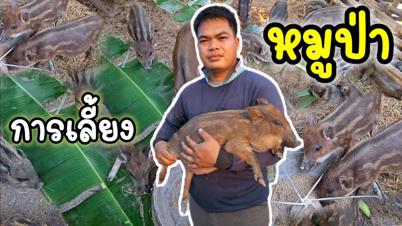 การเลี้ยงหมูป่า ช่วงนี้กำลังมาแรงในภาคอีสาน กับหมูป่าท่งนาฟาร์ม อ.เมือง จ.กาฬสินธุ์