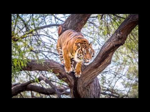 AWESOME ANIMAL PICTURES HD