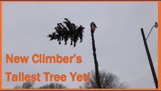 Levi's Tallest Removal Yet!! | 65' Spruce Tree Delete