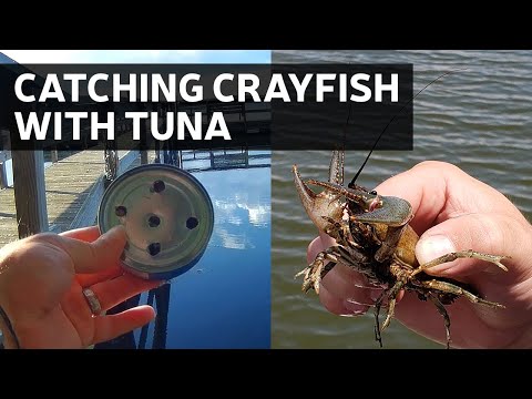 Awesome Bait Takla or Crawfish for Fishing, Catch and Cook, Awesome  Bait Takla or Crawfish for Fishing
