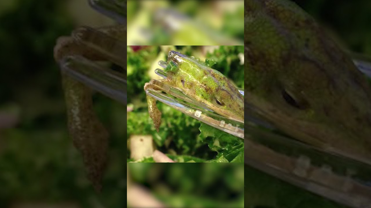 How did the lizard head end up in the salad?