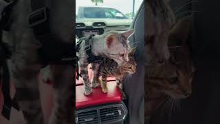 Sell your auto fast New exotic bengals 👀🐈 #bengals #exotic #viral #cars